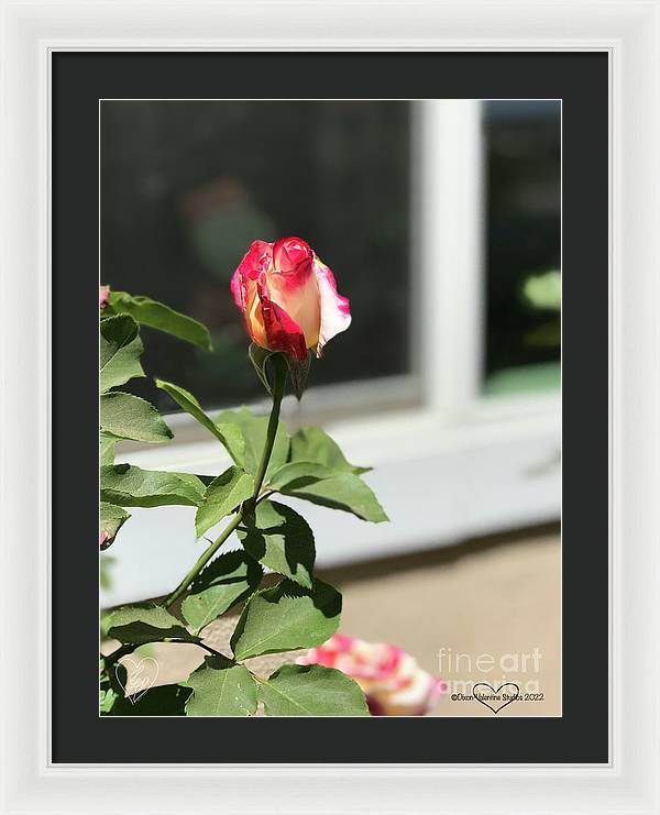 Dipped in Pink - Framed Print