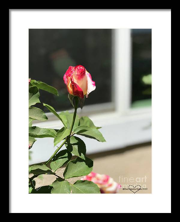 Dipped in Pink - Framed Print