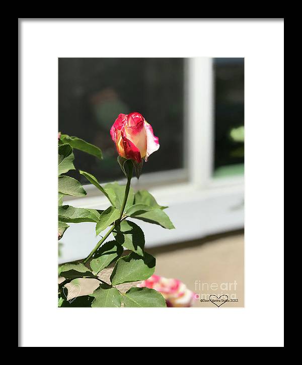 Dipped in Pink - Framed Print