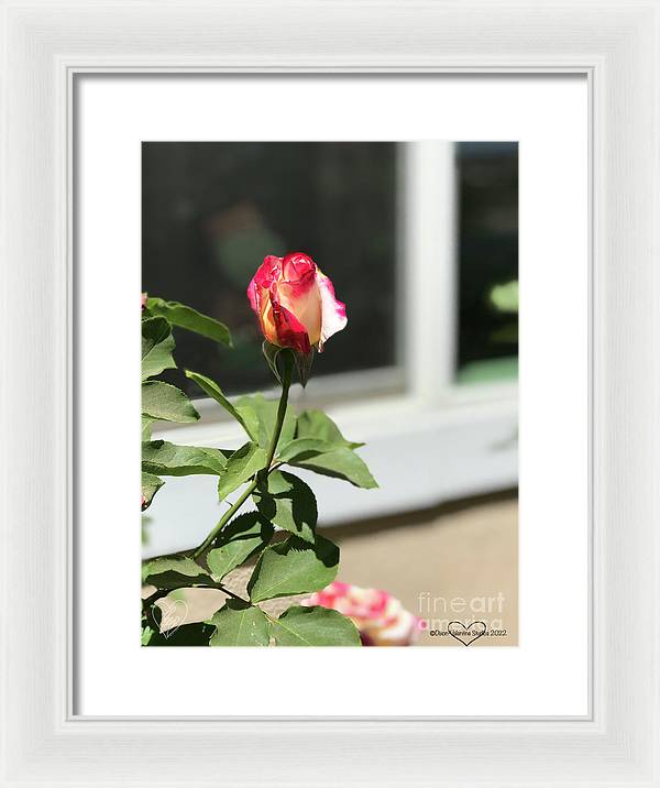 Dipped in Pink - Framed Print