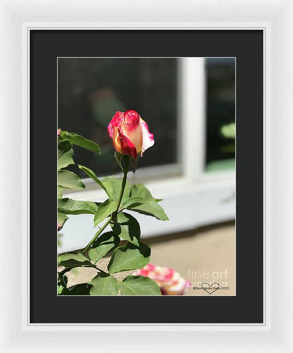 Dipped in Pink - Framed Print