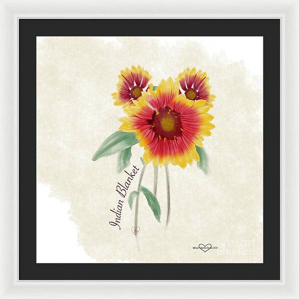 Indian Blanket - Framed Print