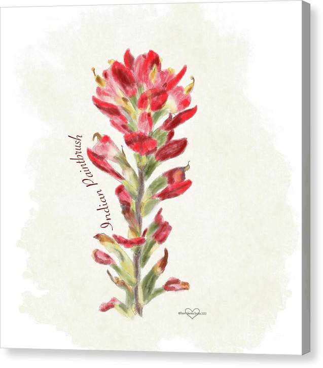 Indian Paintbrush - Canvas Print