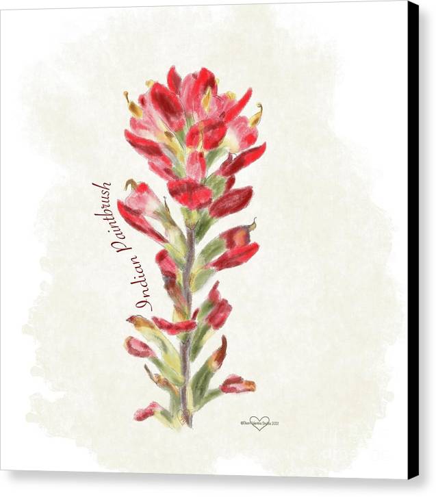 Indian Paintbrush - Canvas Print