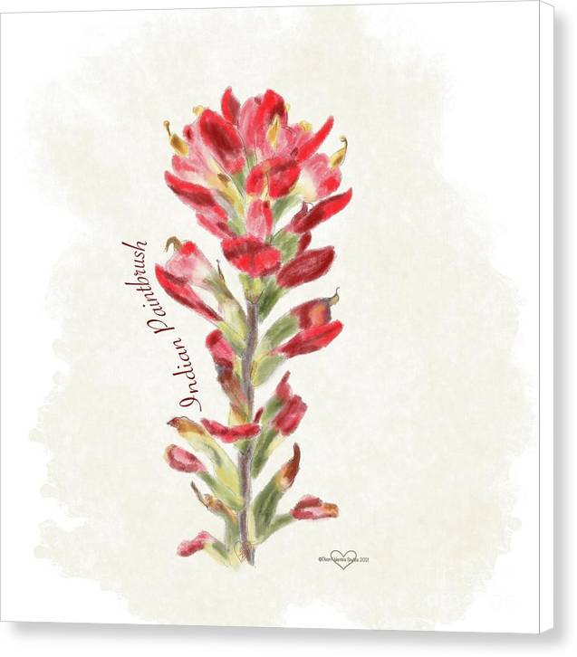 Indian Paintbrush - Canvas Print