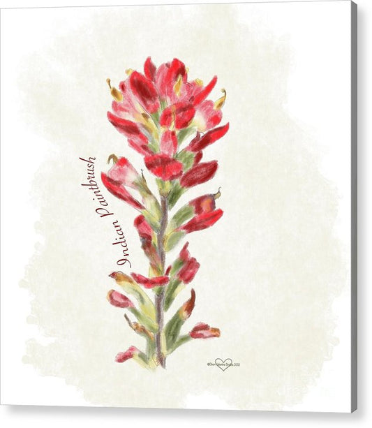 Indian Paintbrush - Acrylic Print