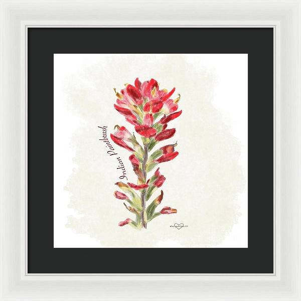 Indian Paintbrush - Framed Print