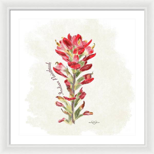 Indian Paintbrush - Framed Print