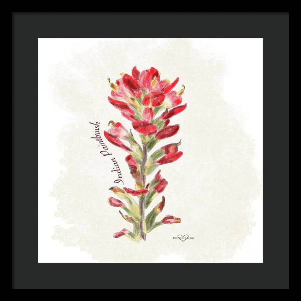 Indian Paintbrush - Framed Print