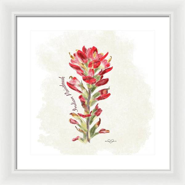 Indian Paintbrush - Framed Print