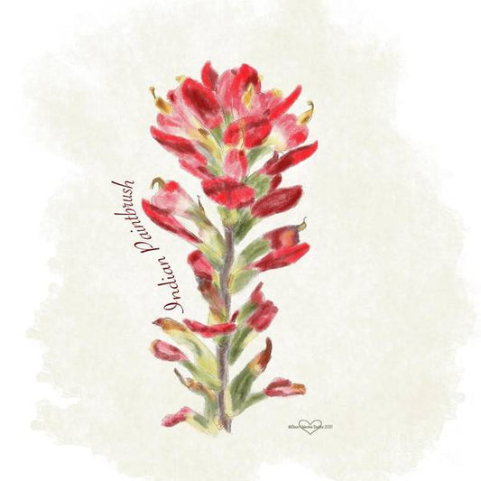 Indian Paintbrush - Art Print