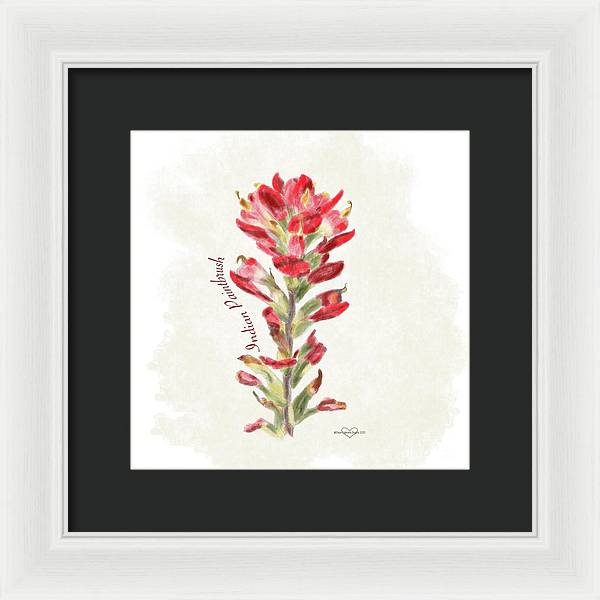 Indian Paintbrush - Framed Print