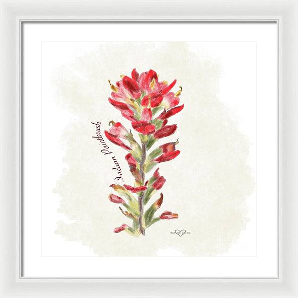 Indian Paintbrush - Framed Print