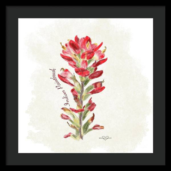 Indian Paintbrush - Framed Print