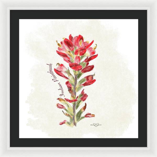 Indian Paintbrush - Framed Print