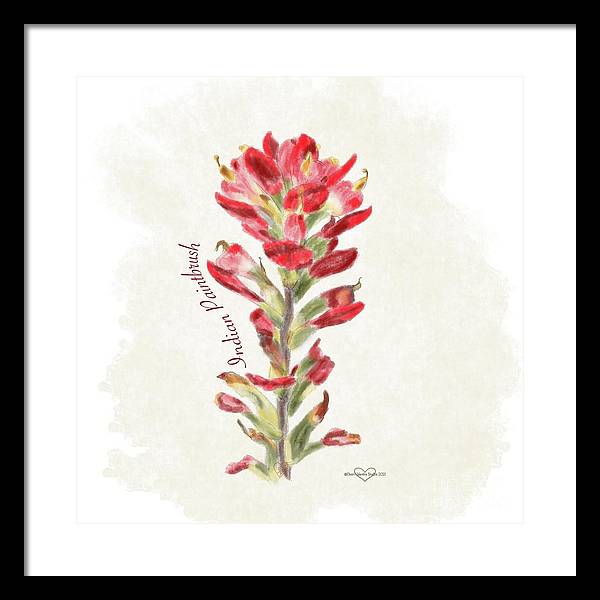 Indian Paintbrush - Framed Print