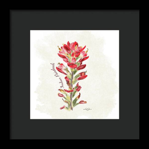 Indian Paintbrush - Framed Print