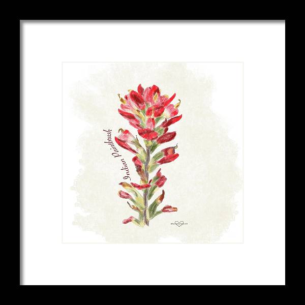 Indian Paintbrush - Framed Print