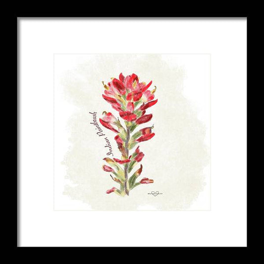 Indian Paintbrush - Framed Print