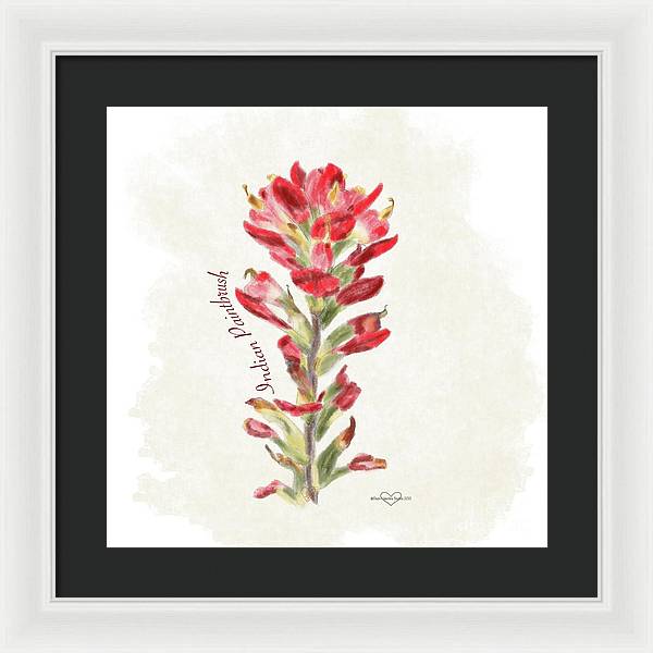 Indian Paintbrush - Framed Print