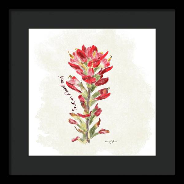 Indian Paintbrush - Framed Print