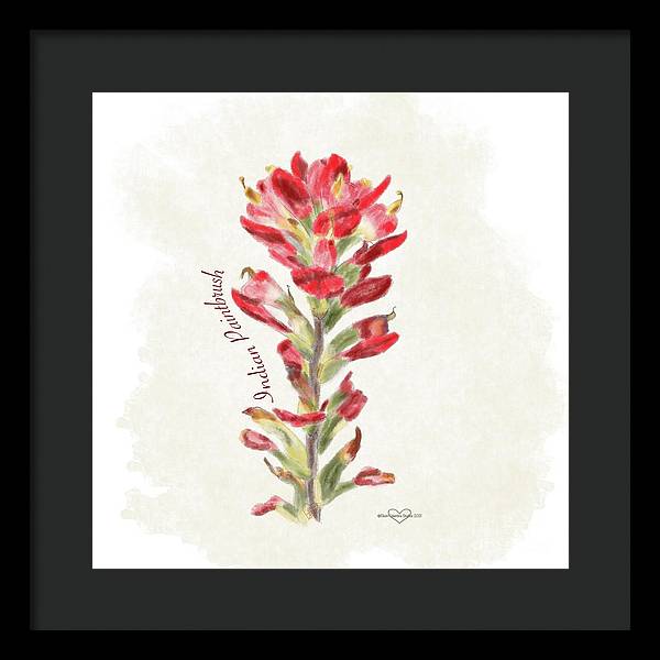 Indian Paintbrush - Framed Print