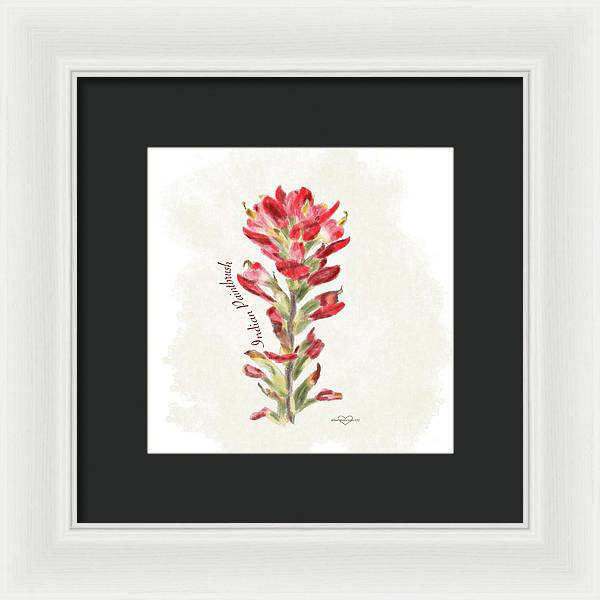 Indian Paintbrush - Framed Print