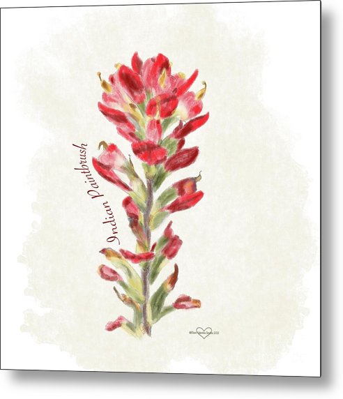 Indian Paintbrush - Metal Print