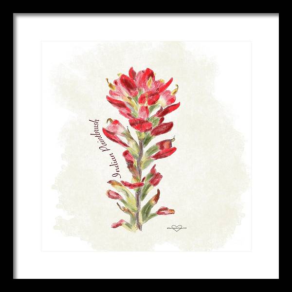 Indian Paintbrush - Framed Print