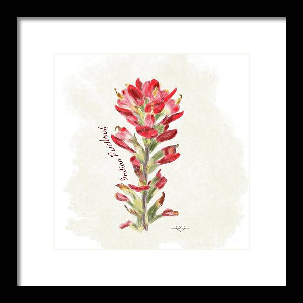 Indian Paintbrush - Framed Print