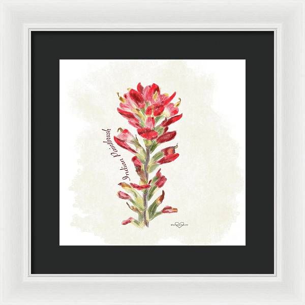 Indian Paintbrush - Framed Print