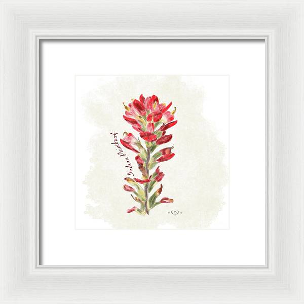 Indian Paintbrush - Framed Print