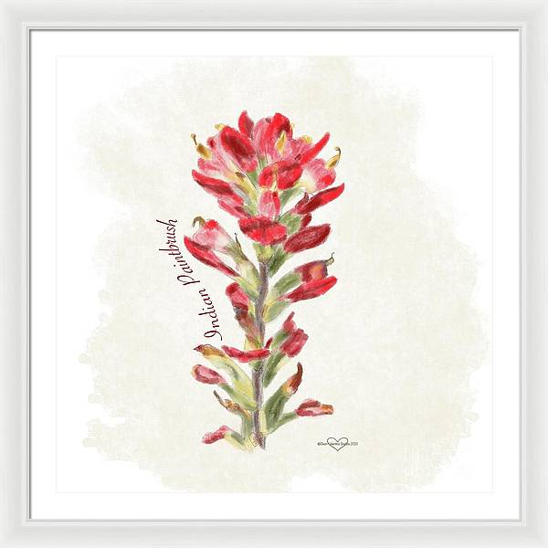 Indian Paintbrush - Framed Print