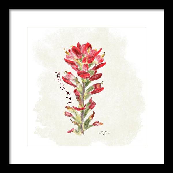 Indian Paintbrush - Framed Print