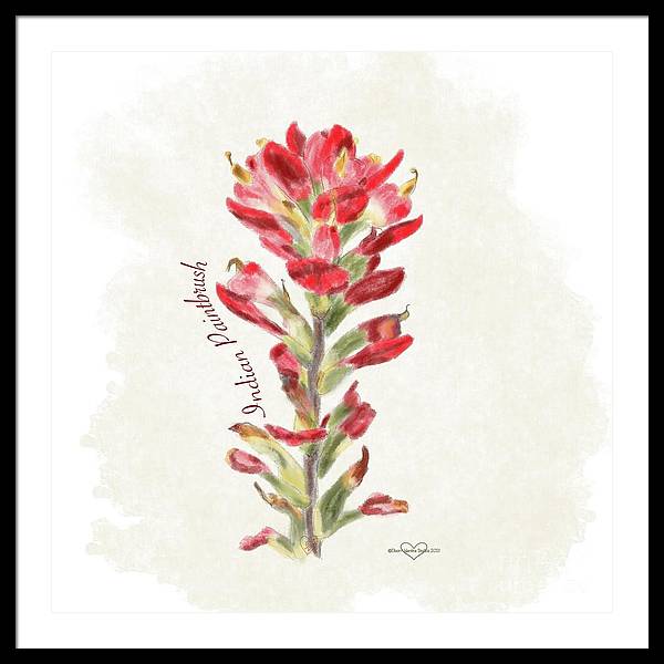 Indian Paintbrush - Framed Print