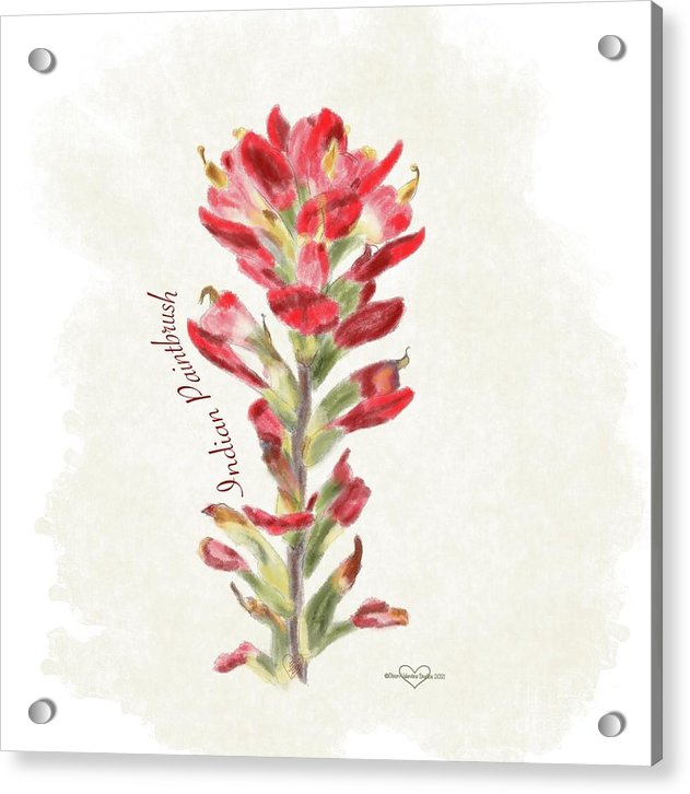 Indian Paintbrush - Acrylic Print