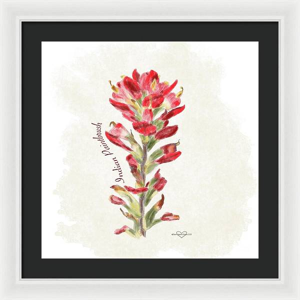 Indian Paintbrush - Framed Print