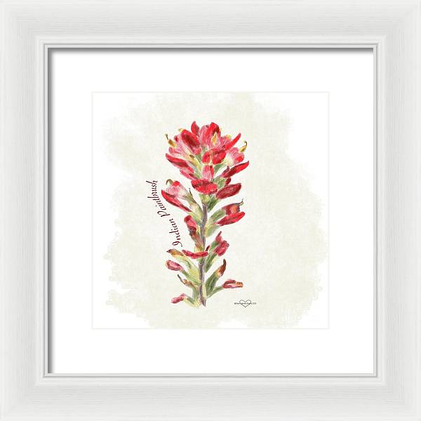 Indian Paintbrush - Framed Print