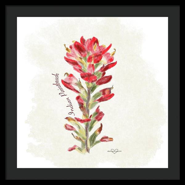 Indian Paintbrush - Framed Print