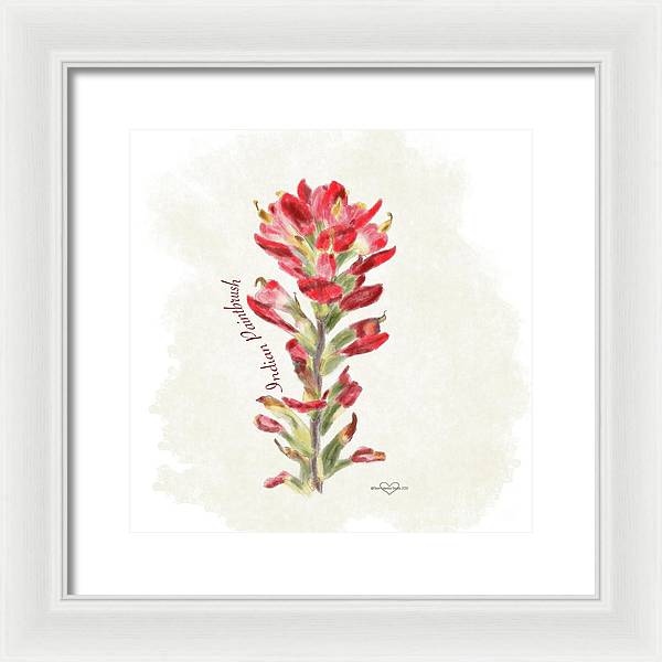 Indian Paintbrush - Framed Print