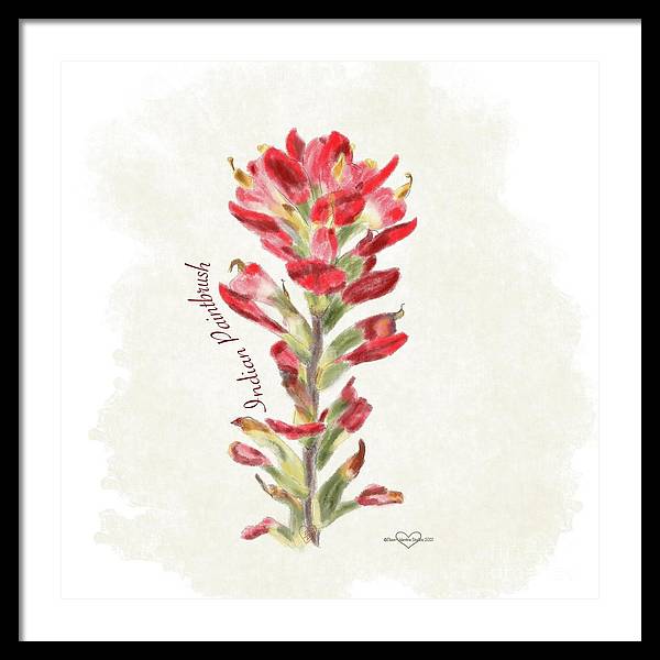 Indian Paintbrush - Framed Print