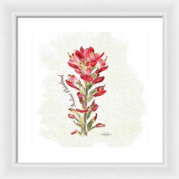 Indian Paintbrush - Framed Print