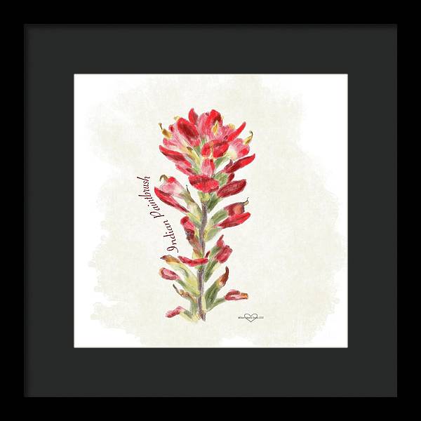 Indian Paintbrush - Framed Print