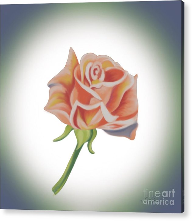 Single Pink Rose - Acrylic Print