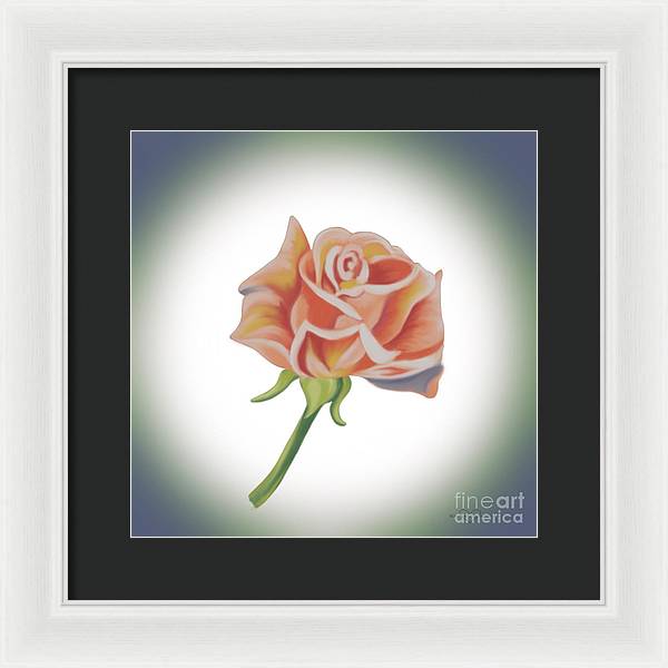 Single Pink Rose - Framed Print