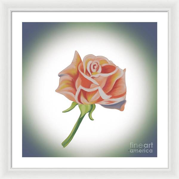 Single Pink Rose - Framed Print