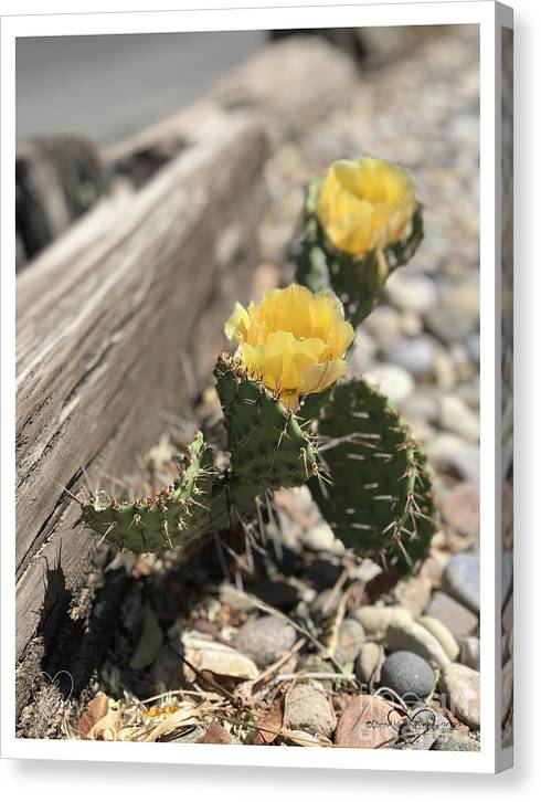 Prickly Pear  - Canvas Print