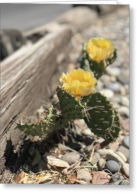 Prickly Pear  - Greeting Card