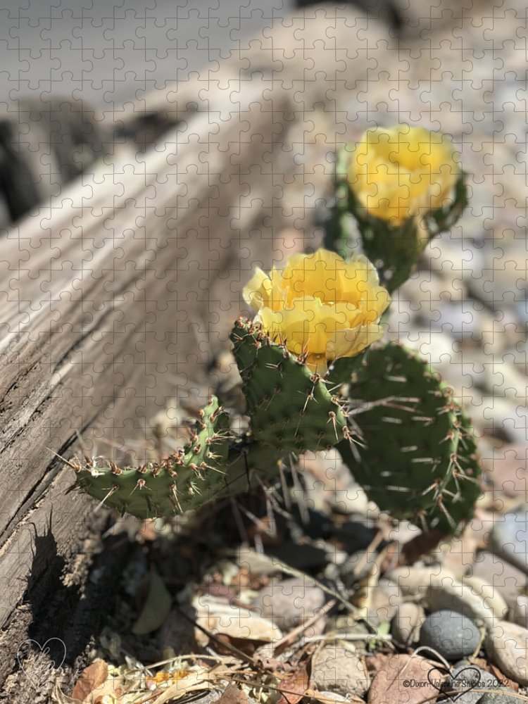 Prickly Pear  - Puzzle