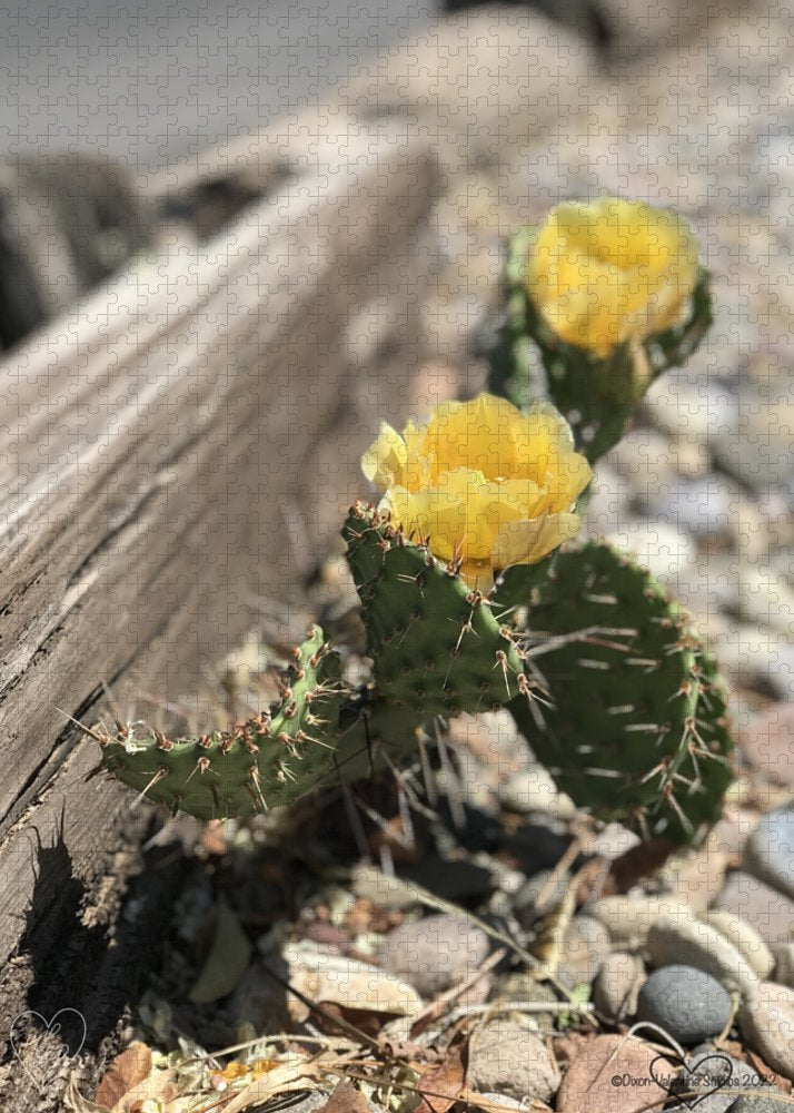 Prickly Pear  - Puzzle